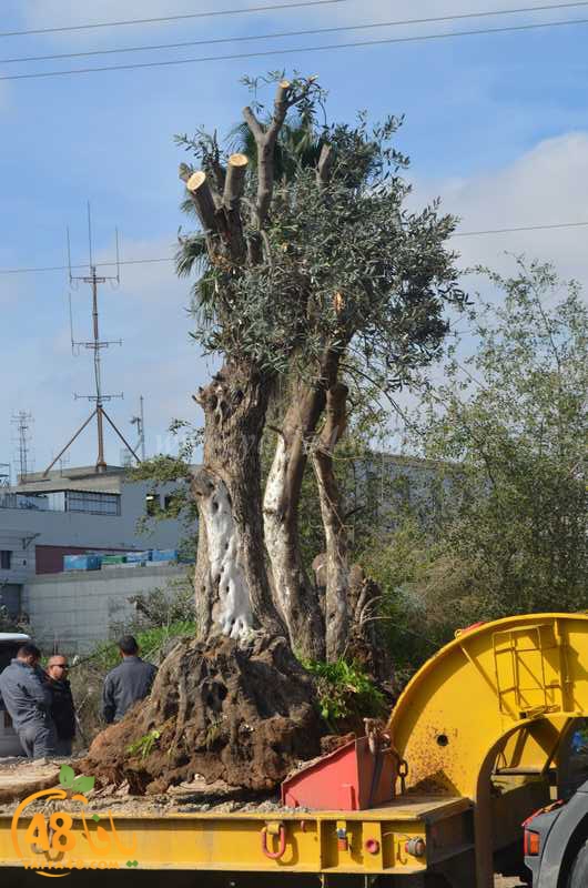 hadm ramla zatoen (39).JPG